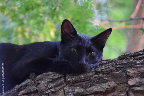 black cat resting over a tree with green bohek background