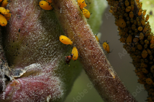 Photos Oleander aphids or Milkweed aphids, Aphis nerii, feeding on forest plant sap