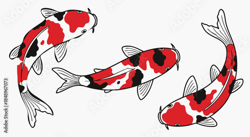 Three traditional japanese koi fish swimming in various directions isolated on a clean white background vector art