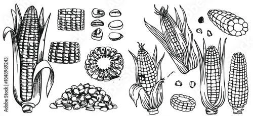 Hand drawn vintage corn illustration created in classic engraved sketch style. Detailed maize plant with leaves and cob, ideal for agricultural designs, food packaging, organic branding, labels, 