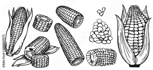 Hand drawn vintage corn illustration created in classic engraved sketch style. Detailed maize plant with leaves and cob, ideal for agricultural designs, food packaging, organic branding, labels, 