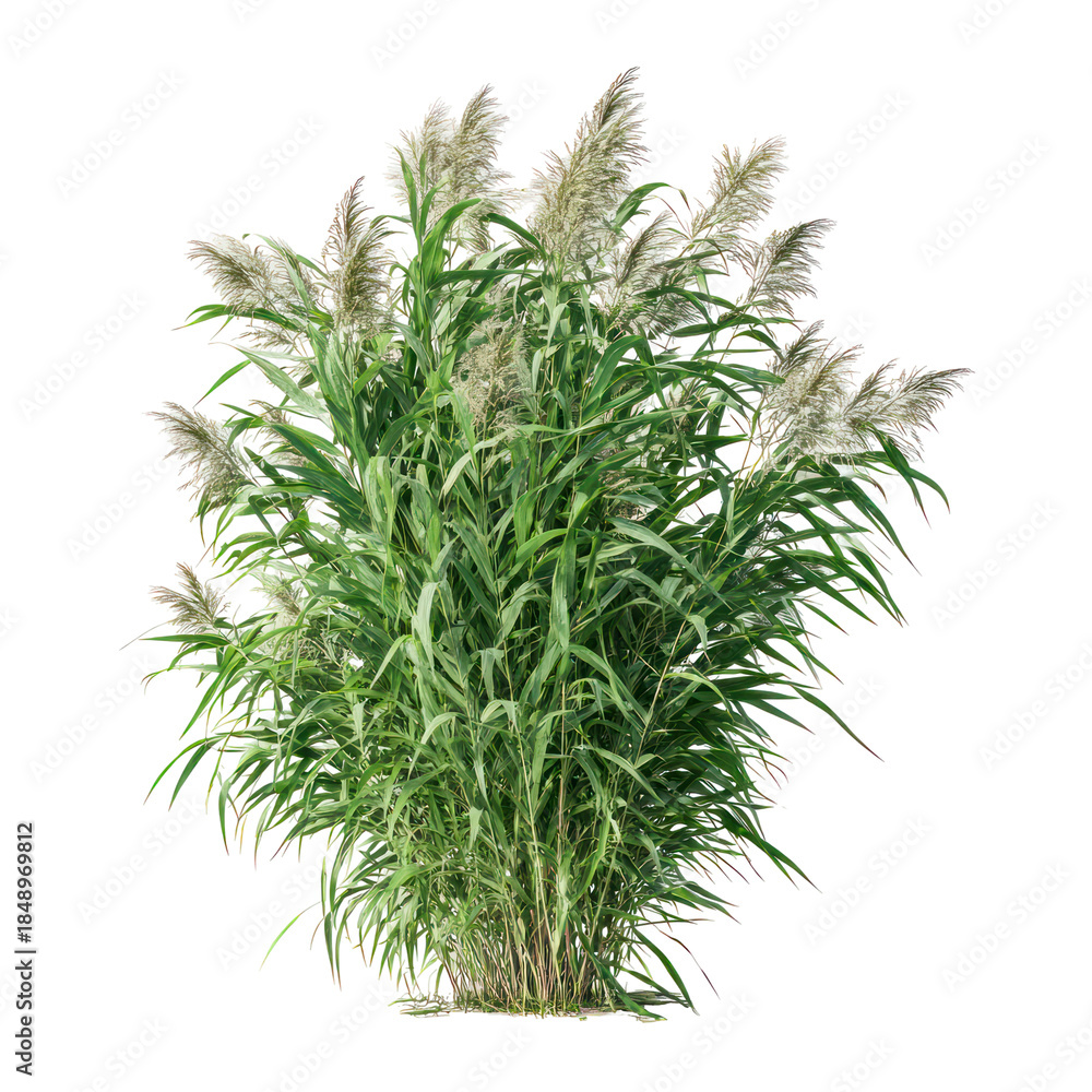 Fototapeta premium Giant Reed Arundo donax on transparent background