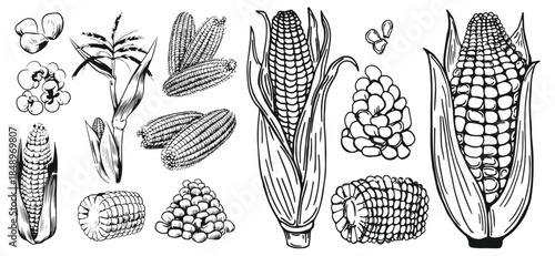 Hand drawn vintage corn illustration created in classic engraved sketch style. Detailed maize plant with leaves and cob, ideal for agricultural designs, food packaging, organic branding, labels, 