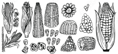Hand drawn vintage corn illustration created in classic engraved sketch style. Detailed maize plant with leaves and cob, ideal for agricultural designs, food packaging, organic branding, labels, 