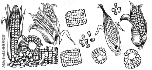 Hand drawn vintage corn illustration created in classic engraved sketch style. Detailed maize plant with leaves and cob, ideal for agricultural designs, food packaging, organic branding, labels, 