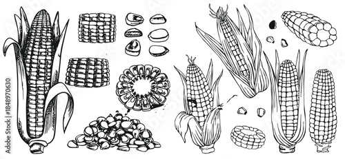 Hand drawn vintage corn illustration created in classic engraved sketch style. Detailed maize plant with leaves and cob, ideal for agricultural designs, food packaging, organic branding, labels, 