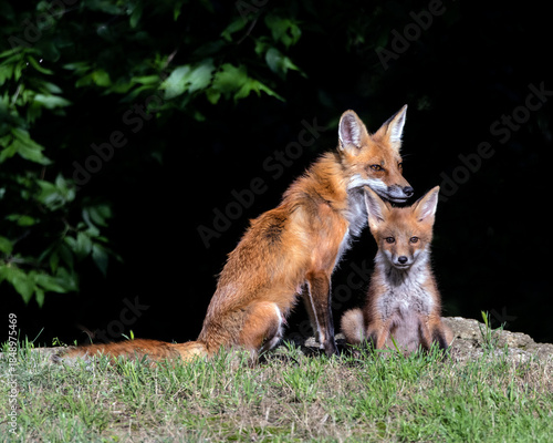 A Red Fox vixen bonding with one of her kits.