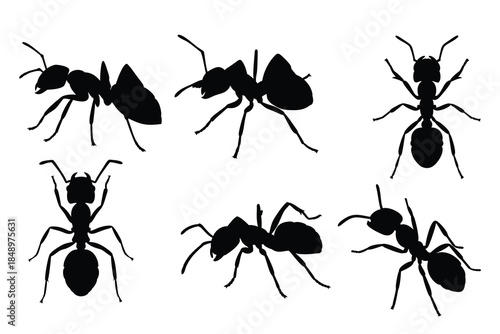 Set of Ant Silhouettes in Various Poses
