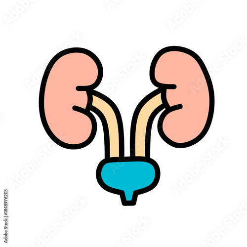 Human Kidney Color Icon Medical Anatomy Flat Vector SVG