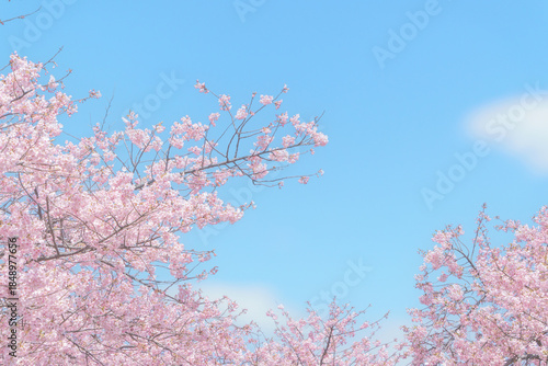 桜の花、河津桜、桜、花、サクラ、春、青空、空、風景、入学、卒業、満開、入学式、自然、カワヅザクラ、花見、花背景、お花見、桜並木、合格、サクラサク、引越し、新生活、背景、キラキラ、3月、壁紙、ピンク、さくら、ふんわり、アップ、ピンクの花、桜背景、テクスチャ、春素材、イメージ、フレーム、素材、パステルカラー、早春、就職、春の花、春爛漫、web、コピースペース、春イメージ、4月、挨拶状、早咲き