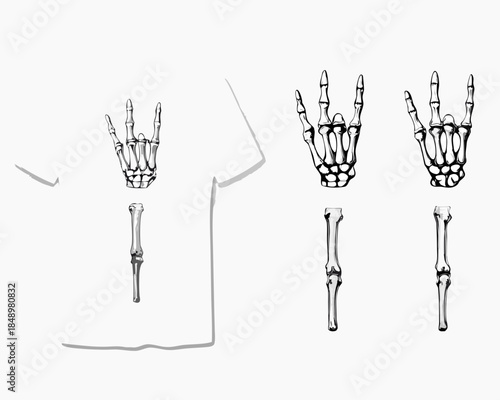 Anatomical illustration of human skeletal hands and forearm bones displayed