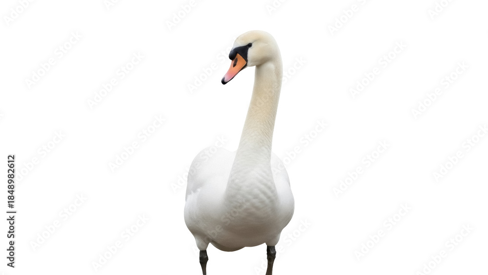 Obraz premium Isolated Mute Swan with its Long Neck and a Body covered with Soft White Feathers standing Tall