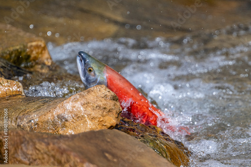 Tableau sur toile Sockeye Salmon Battling Upstream During Spawning Migration