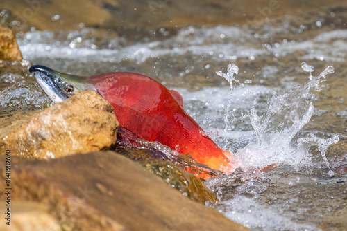 Tableau sur toile Sockeye Salmon Battling Upstream During Spawning Migration