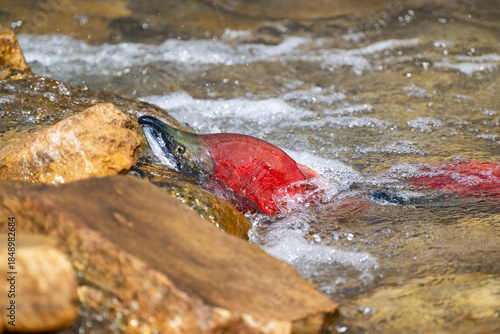 Sockeye Salmon Battling Upstream During Spawning Migration