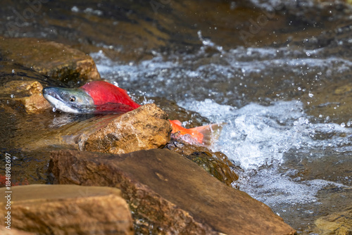 Sockeye Salmon Battling Upstream During Spawning Migration