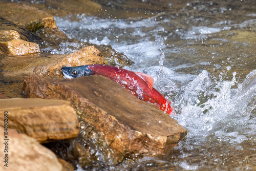 Sockeye Salmon Battling Upstream During Spawning Migration