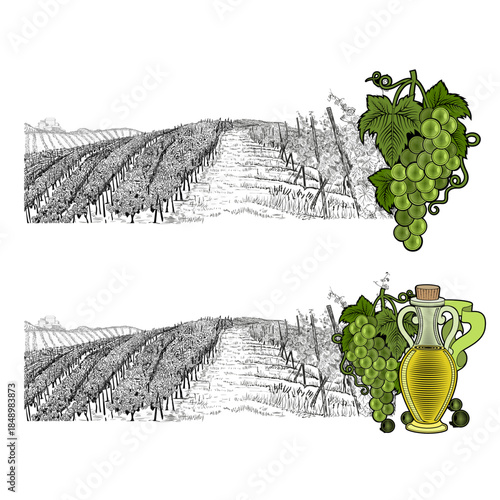 Two hand drawn sketches landscape of vineyard with farm on hill and color elements. White grapes and grapes with bottle of oil or wine. Vector illustration isolated on white background