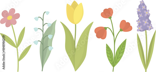 Set of spring garden flowers isolated on white. Cute botanical illustration with seasonal plants