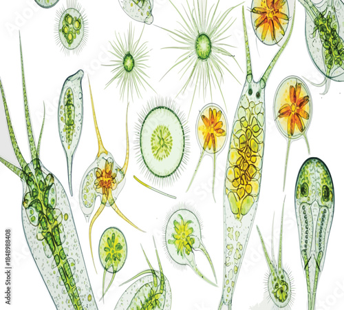 Microscopic view of diverse freshwater microorganisms including paramecium rotifers and various algae species under magnification