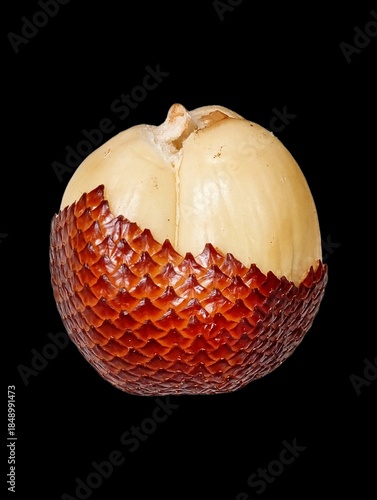 Close-up of partially peeled snake fruit (salak, Salacca zalacca) showing creamy white flesh emerging from reddish-brown scaly snakeskin-like peel on black background. Exotic tropical fruit