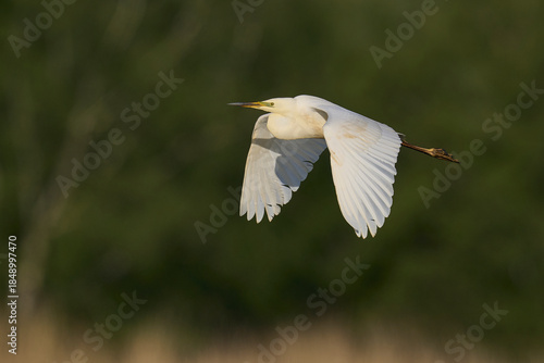 Great White Egret (Ardea alba) flying over reedbeds of the Somerset Levels in Somerset, United Kingdom.
