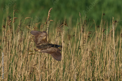 Bittern (Botaurus Stellaris) landing in a reedbed on the Somerset Levels in Somerset, United Kingdom.