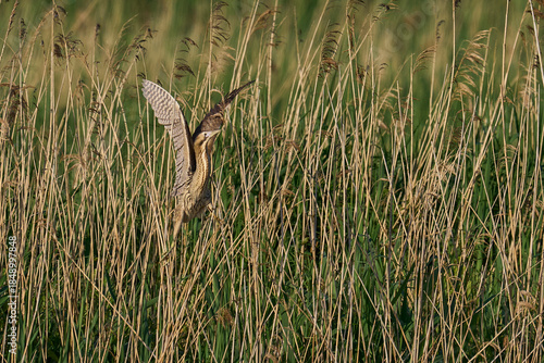 Bittern (Botaurus Stellaris) taking off from a reedbed on the Somerset Levels in Somerset, United Kingdom.