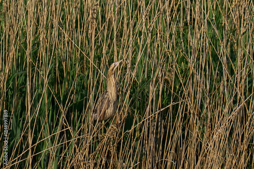 Bittern (Botaurus Stellaris) perched on reeds in a reedbed on the Somerset Levels in Somerset, United Kingdom.