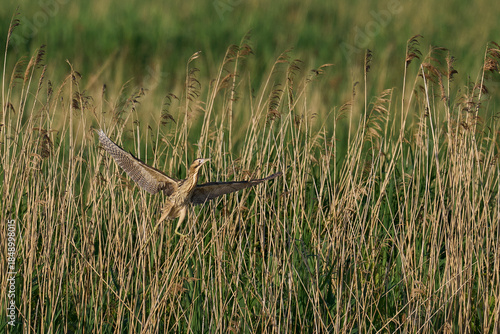 Bittern (Botaurus Stellaris) taking off from a reedbed on the Somerset Levels in Somerset, United Kingdom.