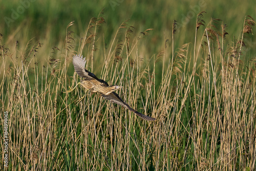 Bittern (Botaurus Stellaris) taking off from a reedbed on the Somerset Levels in Somerset, United Kingdom.