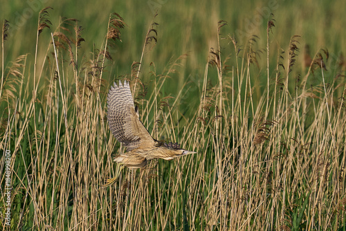 Bittern (Botaurus Stellaris) taking off from a reedbed on the Somerset Levels in Somerset, United Kingdom.