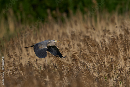 Grey Heron (Ardea cinerea) flying over a reedbed on the Somerset Levels, Somerset, United Kingdom.