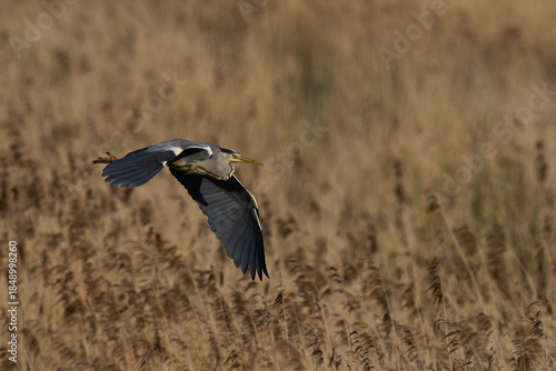 Grey Heron (Ardea cinerea) flying over a reedbed on the Somerset Levels, Somerset, United Kingdom.