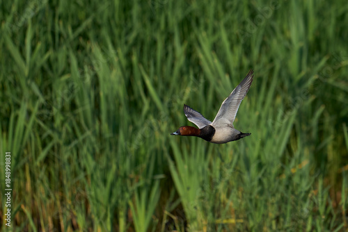 Pochard (Aythya ferina) in flight over the Somerset Levels, Somerset, United Kingdom.