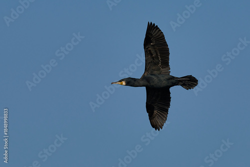 Cormorant (Phalacrocorax carbo) flying over the Somerset Levels in Somerset, United Kingdom.