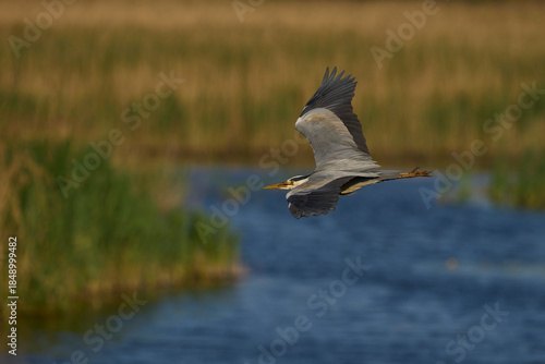Grey Heron (Ardea cinerea) flying over a reedbed on the Somerset Levels, Somerset, United Kingdom.