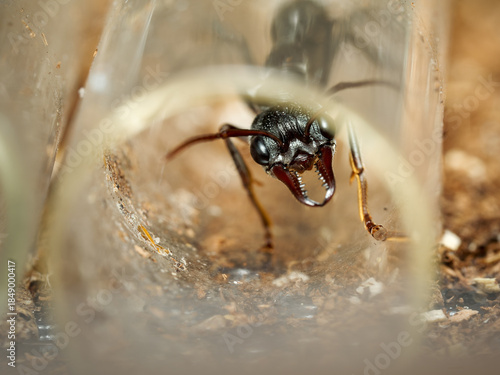 Fourmi bulldog australienne – Myrmecia pyriformis, fourmi prédatrice aux grandes mandibules, macro en milieu contrôlé