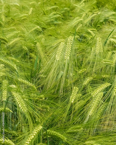 Billede på lærred Green barley field swaying gently in the breeze during a sunny day in early summ