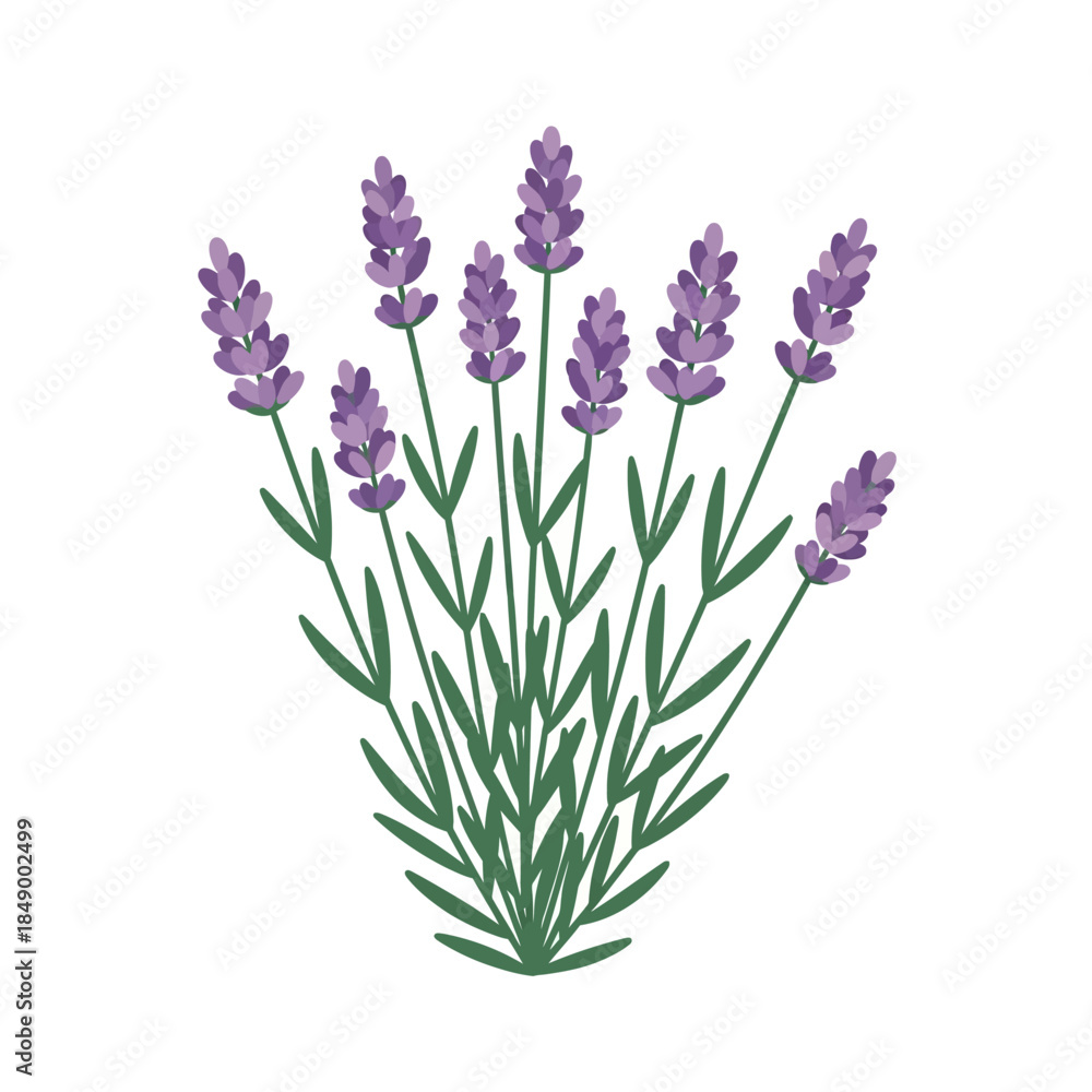 Naklejka premium Lavender Flowers Isolated on White Background