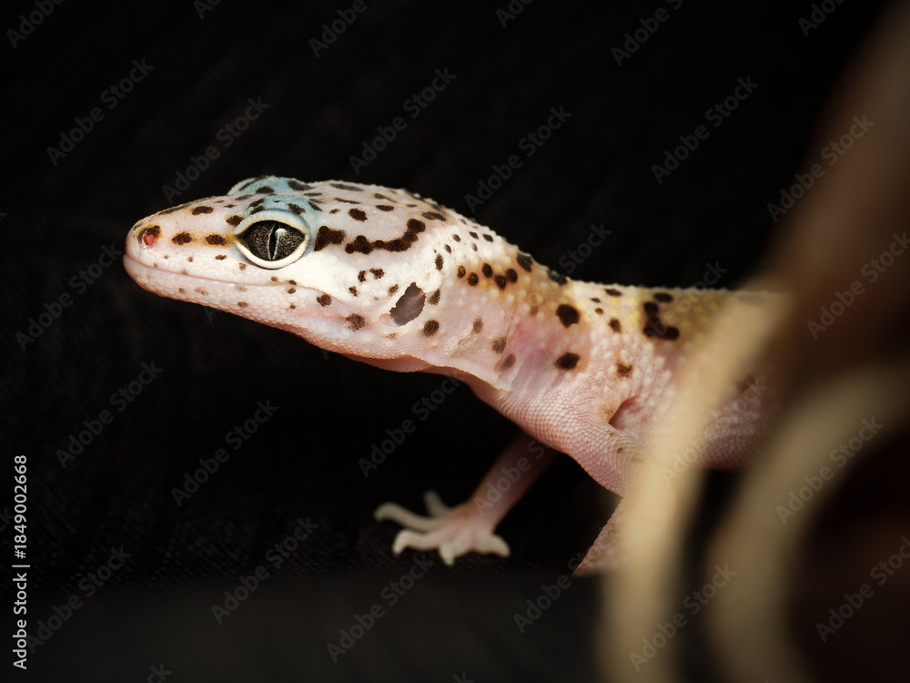 Obraz premium Gecko léopard – Eublepharis macularius, lézard nocturne non venimeux d’élevage en terrarium, portrait en gros plan