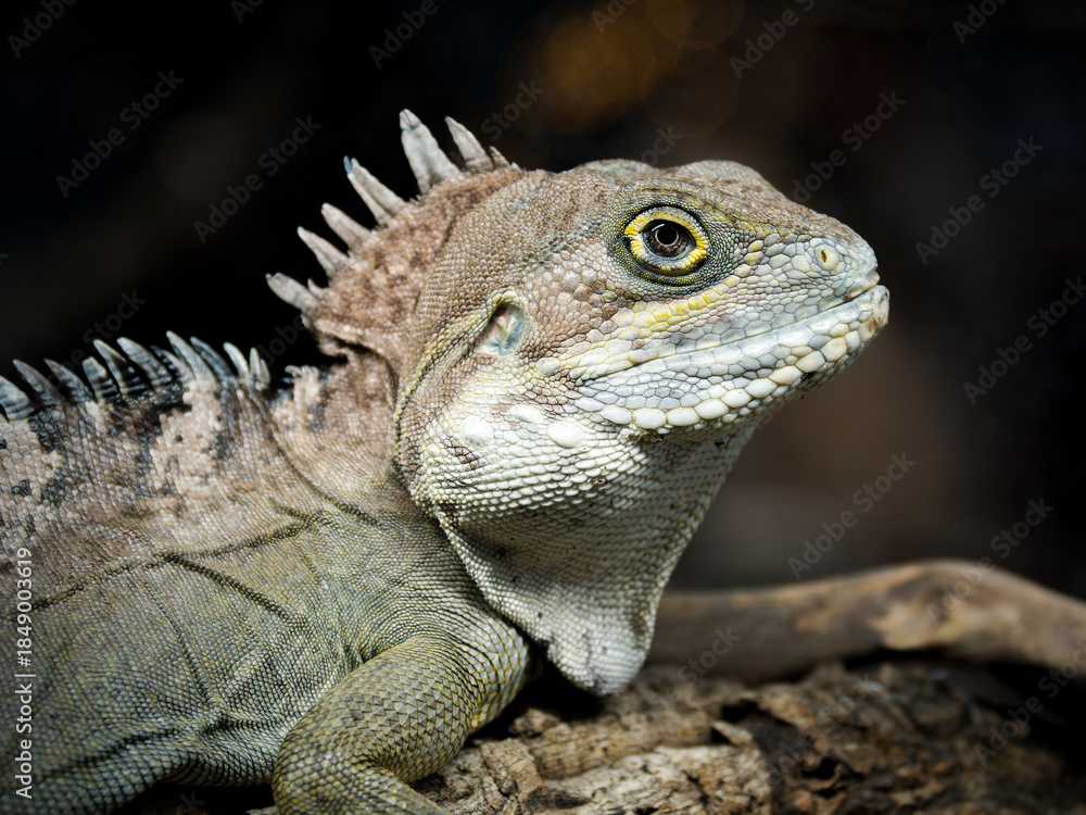 Obraz premium Agame forestier géant – Hypsilurus magnus, lézard arboricole non venimeux de Papouasie, en terrarium