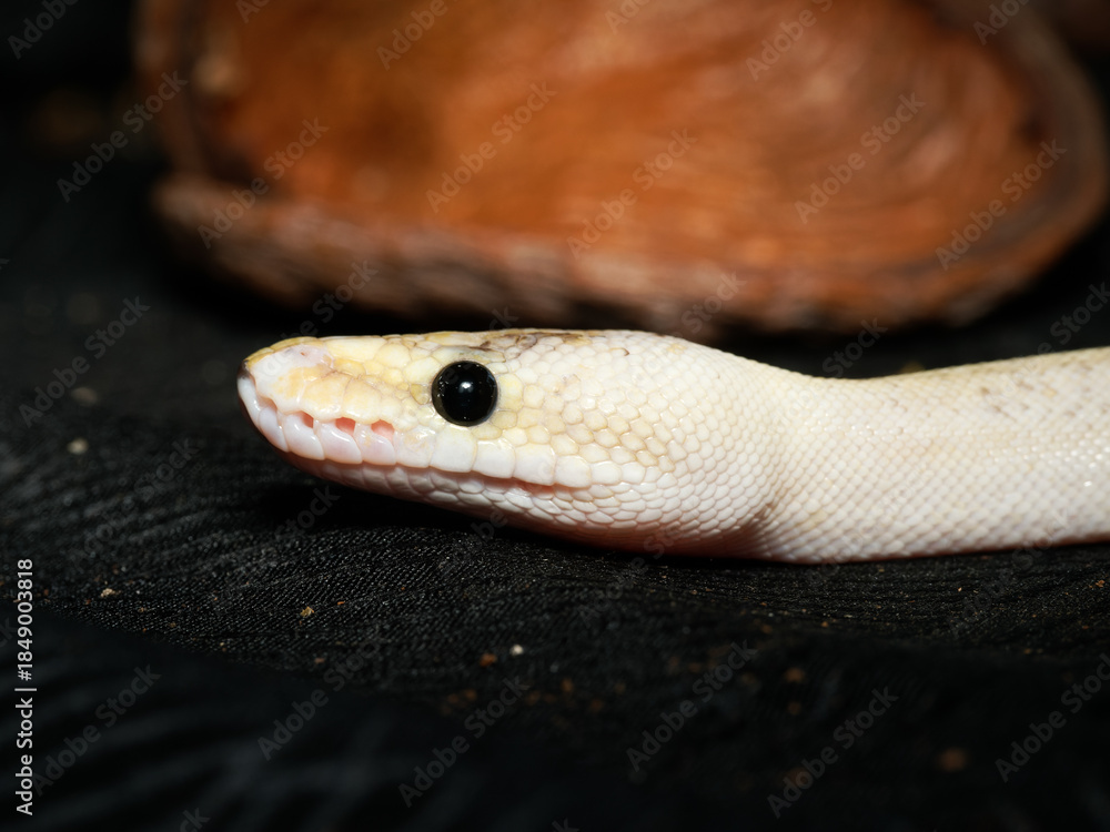 Fototapeta premium Python royal en terrarium – Python regius, serpent constricteur d’élevage en captivité