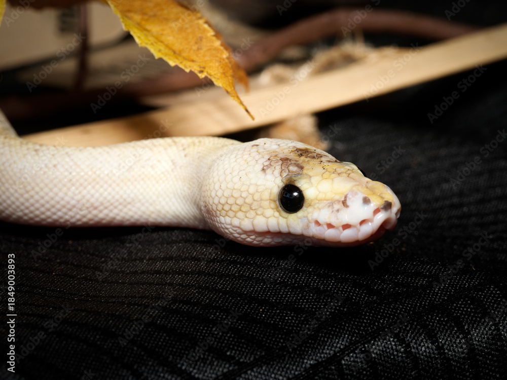 Fototapeta premium Python royal en terrarium – Python regius, serpent constricteur d’élevage en captivité