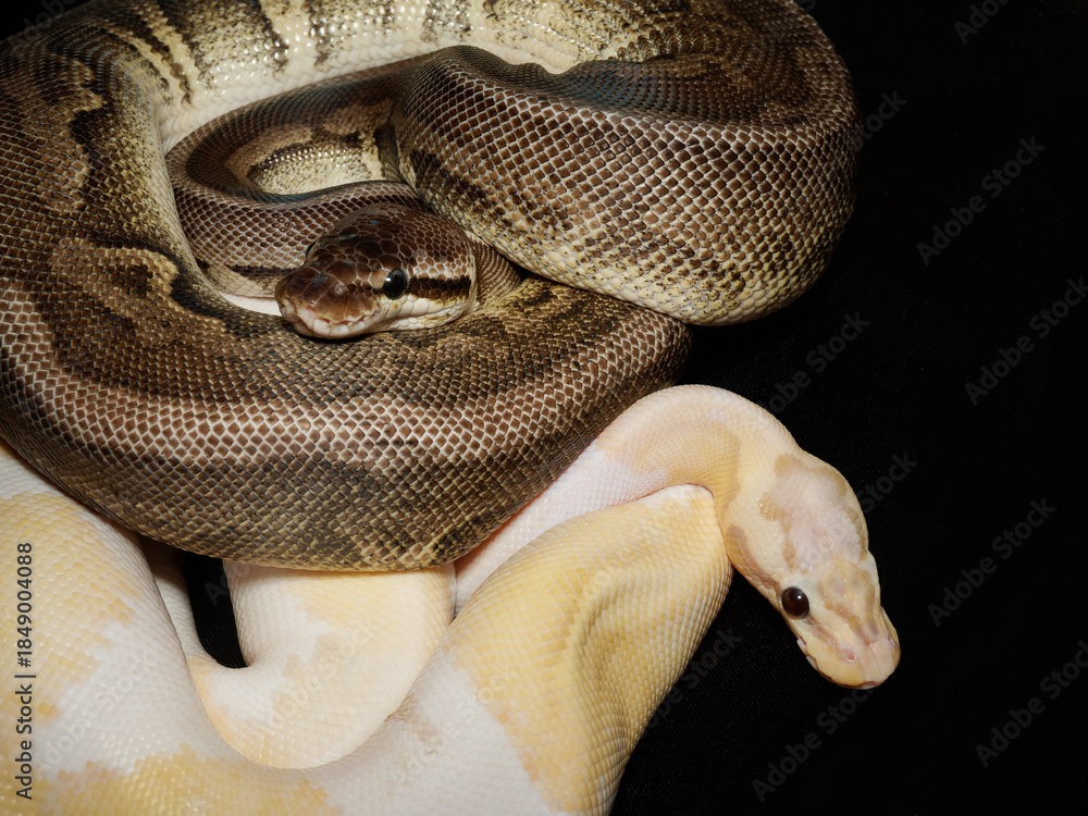 Obraz premium Python royal en terrarium – Python regius, serpent constricteur d’élevage en captivité