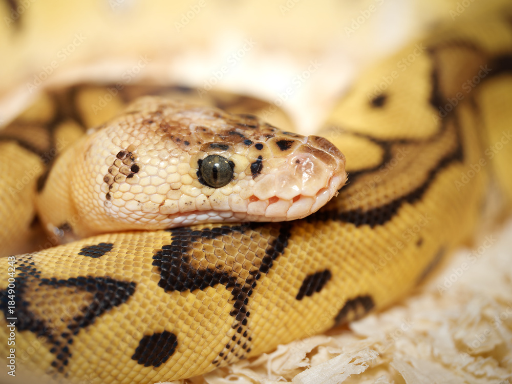 Obraz premium Python royal en terrarium – Python regius, serpent constricteur d’élevage en captivité