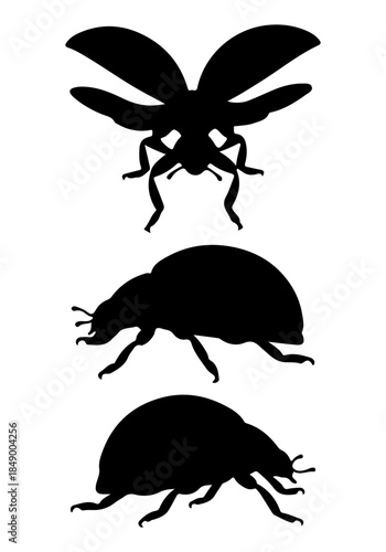 Ladybug insect vector, vector of insect animal collection, silhouette of ladybug