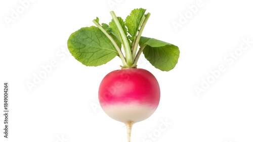 Fotografie Isolated radish with leaves, healthy raw vegetable, fresh farm produce, market i