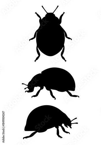 Ladybug insect vector, vector of insect animal collection, silhouette of ladybug