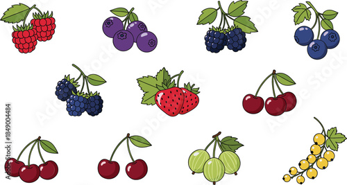 Hand drawn berry fruits collection with strawberry, raspberry, blueberry, cherry and currant, colorful botanical food illustration for packaging and design